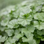 如何在捷克娱乐官网上获得最佳娱乐享受 avikw15x