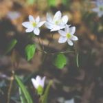 如何安全快速地进行互博国际客户端下载的步骤详解 bkjol3